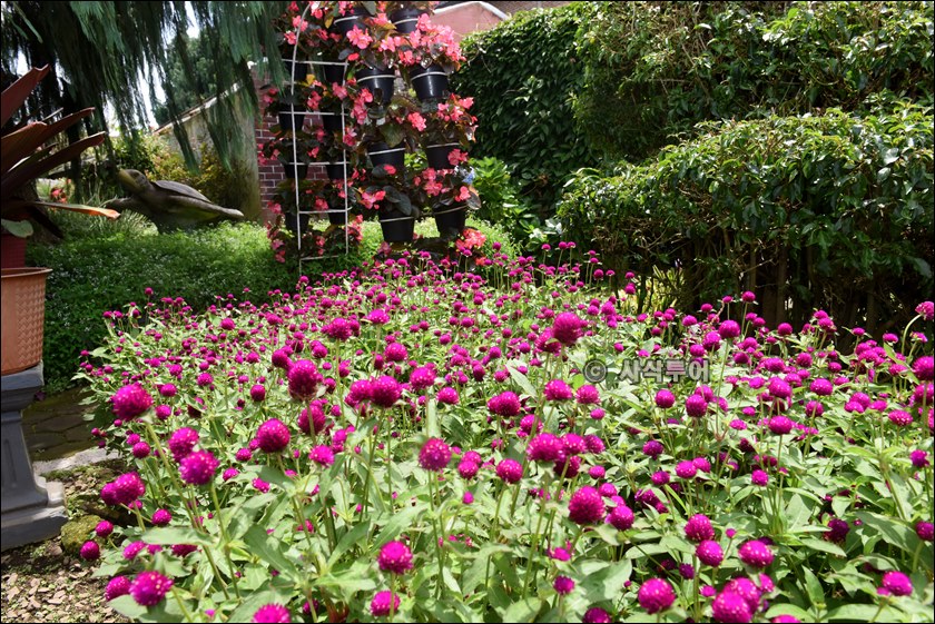 taman begonia093.JPG