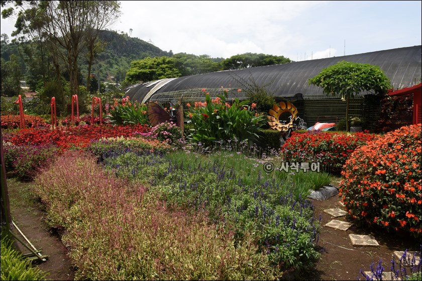 taman begonia111.JPG