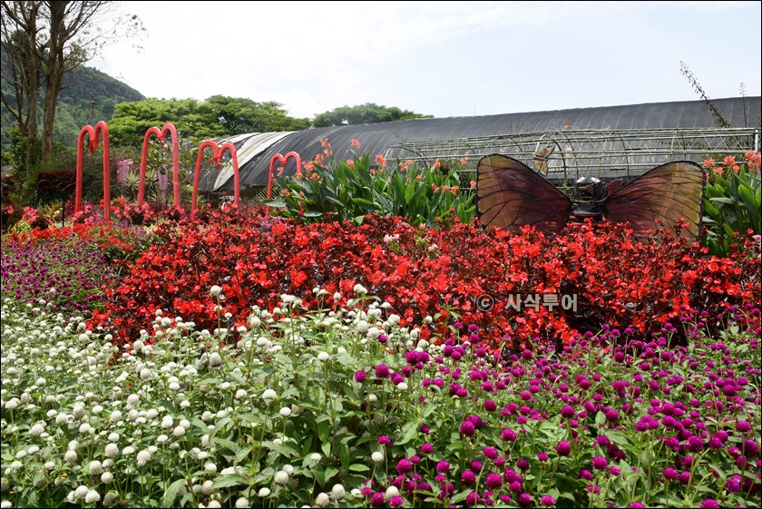 taman begonia112.JPG