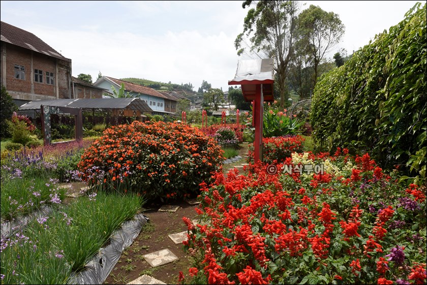 taman begonia110.JPG