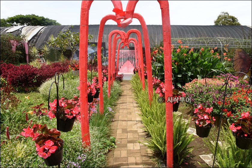 taman begonia001.JPG