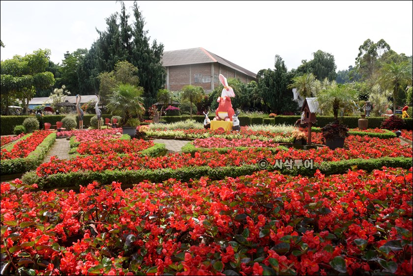 taman begonia062.JPG