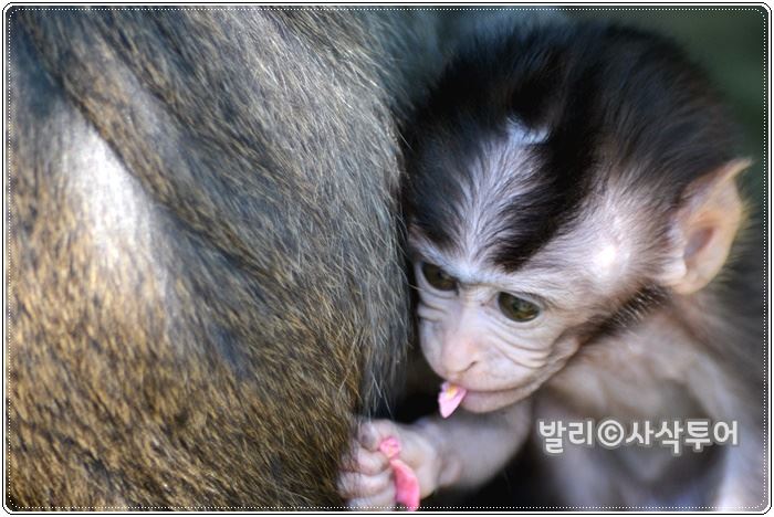 자바횡단여행발리017.jpg