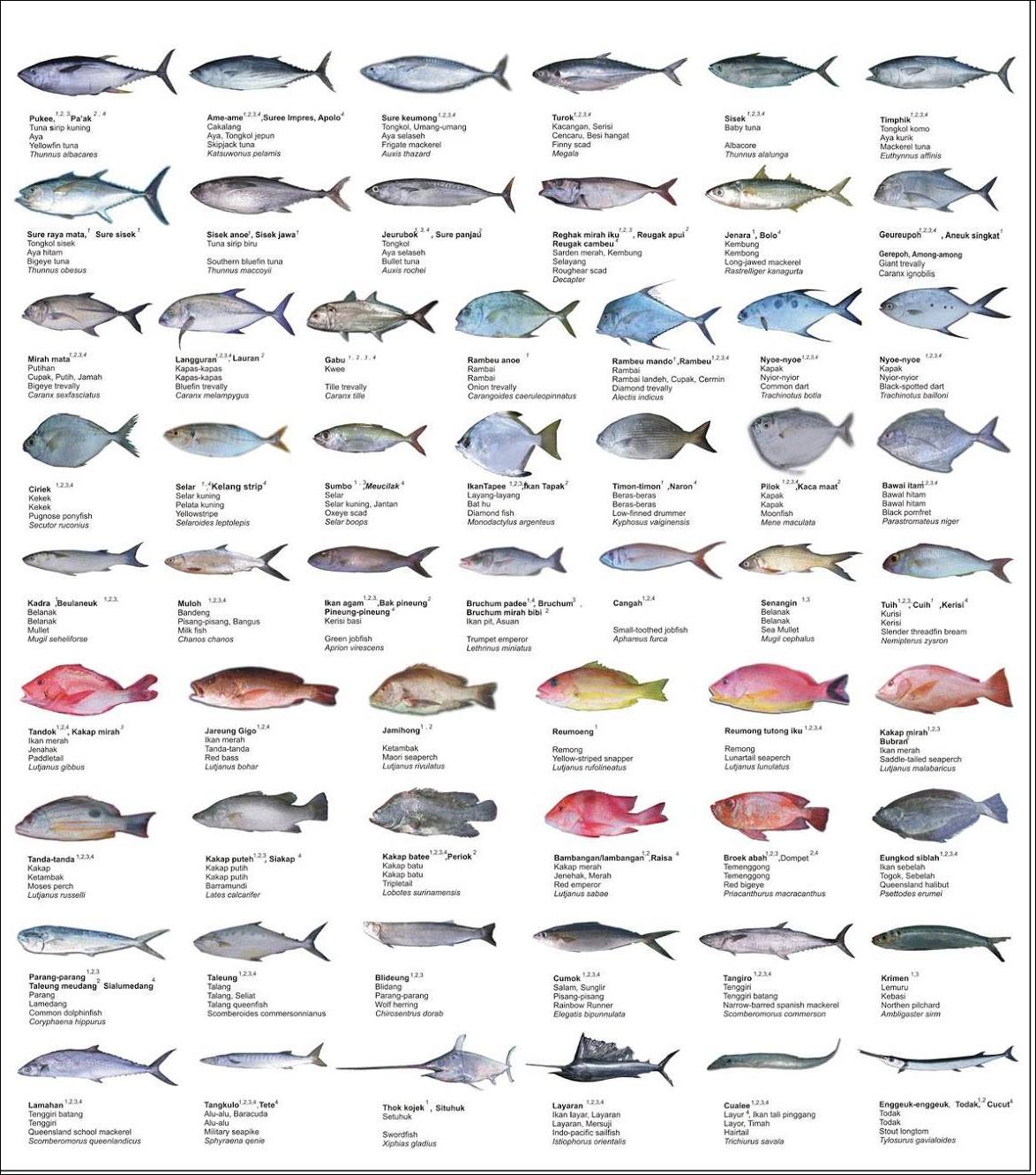 ikan-laut-komersial-di-aceh.jpg