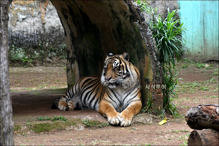 자카르타 패키지여행 라구난 동물원.jpeg