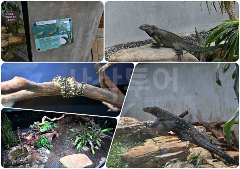 코모도코모도박물관4.jpg