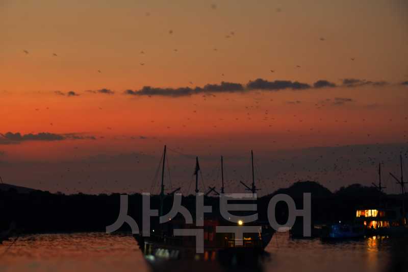 코모도 박쥐섬DSC_7703.jpg