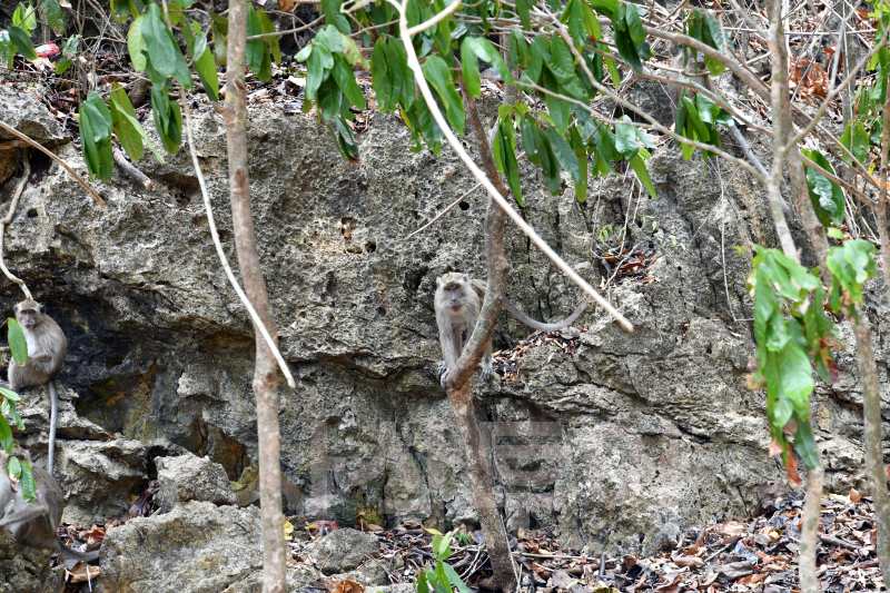 고아랑코 goa rangkoDSC_6561.jpg