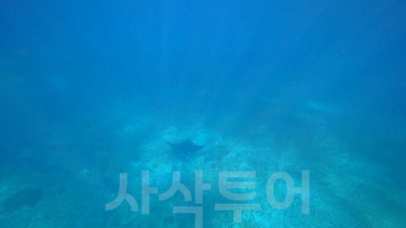 코모도 만타포인트DSC00011.jpg