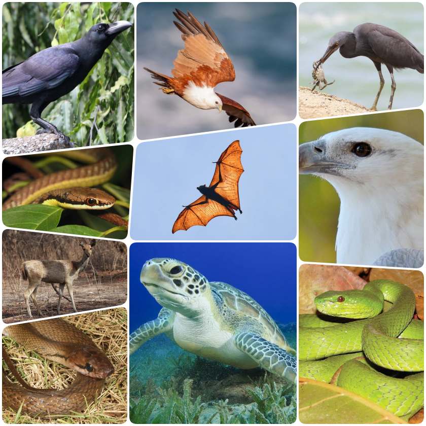 collage.jpg