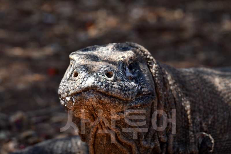 코모도섬DSC_7489.jpg