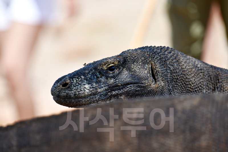 코모도섬DSC_7343.jpg