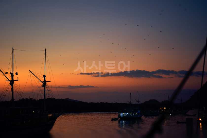 깔롱섬 수천 마리 박쥐쇼
