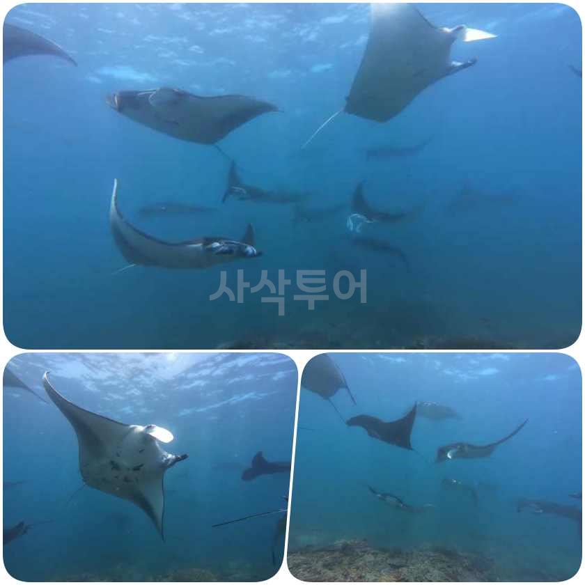 코모도패키지만타포인트5.jpg