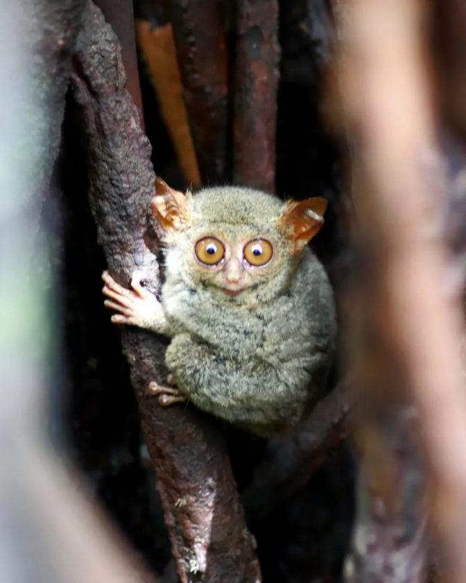 TARSIUS TONGKAINA 11.jpg