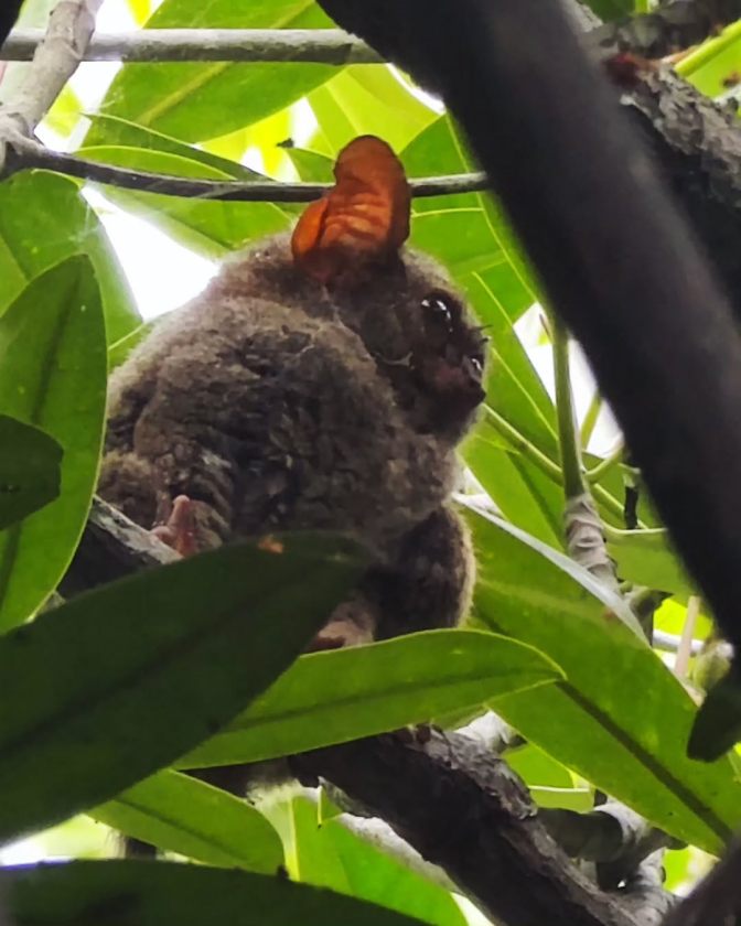 TARSIUS TONGKAINA 5.jpg