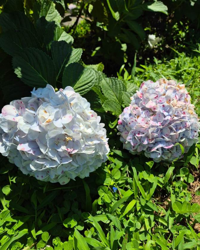 마하우화산tetetana hilss 4.jpg