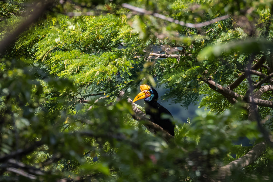 asia_indonesia_tangkoko_nature_reserve_gallery_sulawesi_red_knobbed_hornbill.jpg
