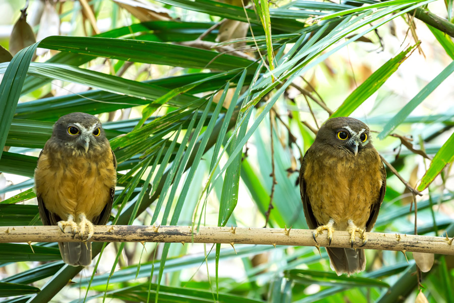 asia_indonesia_tangkoko_nature_reserve_gallery_ochre_bellied_boobook.jpg