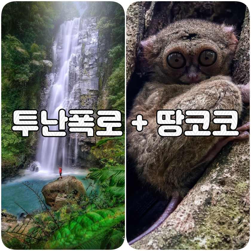 땅코코.jpg
