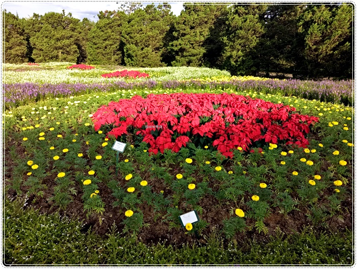 Taman bunga bogorIMG20161221164522.jpg