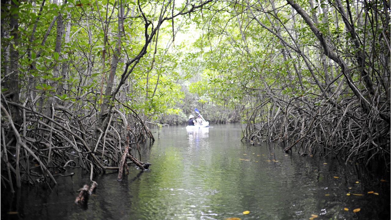 HUTAN BAKAU.JPG