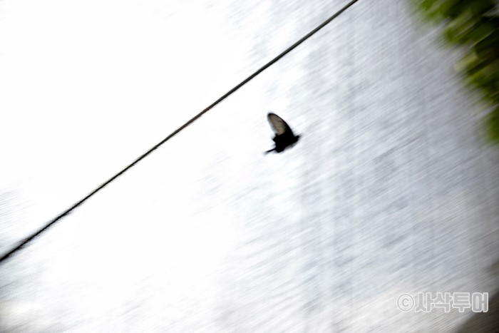 700_SIN8836.JPG