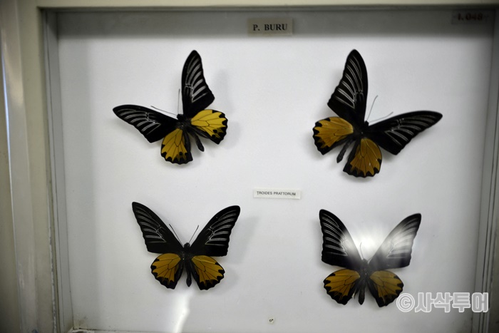 700_SIN8811.JPG