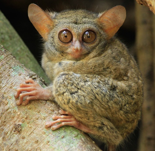 땅꼬꼬Tarsius_spectrumgurskyae.jpg