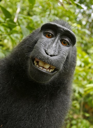 땅꼬꼬Macaca_nigra_self-portrait_large.jpg